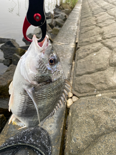 キビレの釣果