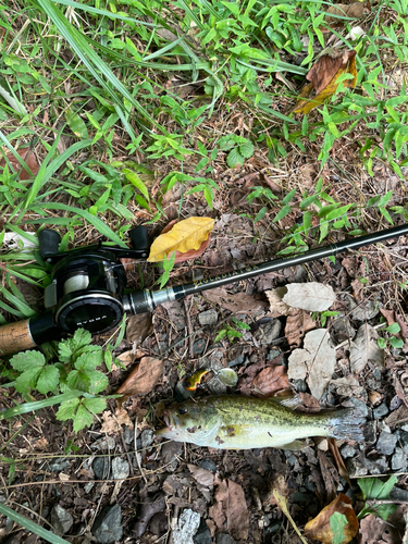 ラージマウスバスの釣果