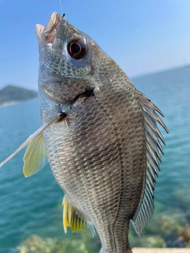 キビレの釣果