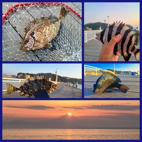 アイゴの釣果