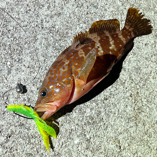 アコウの釣果