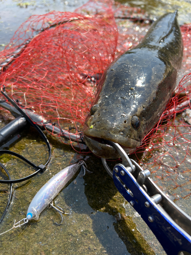 ライギョの釣果