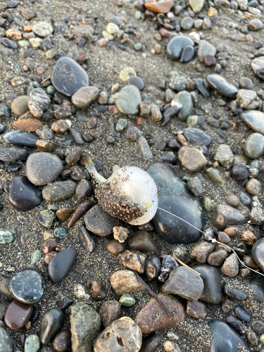 フグの釣果