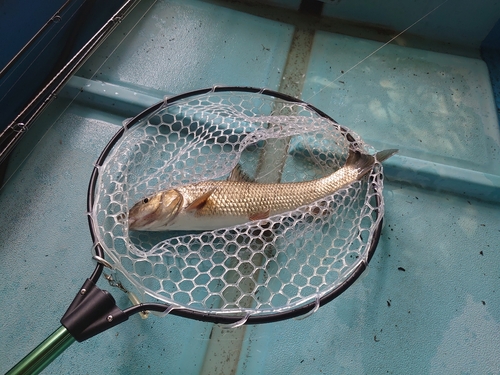 ニゴイの釣果