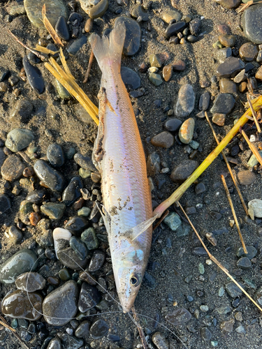 シロギスの釣果