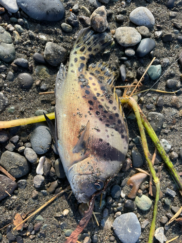 コショウダイの釣果