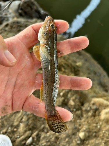 ハゼの釣果