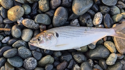 コノシロの釣果