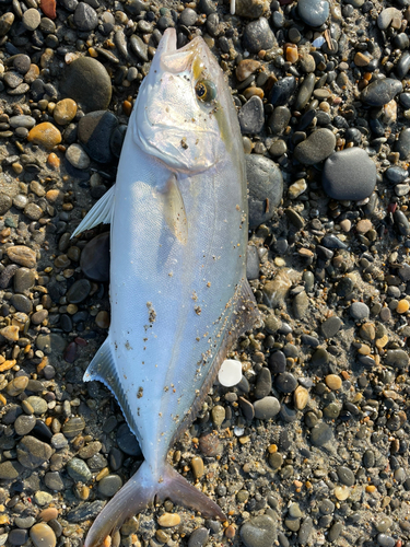 ショゴの釣果