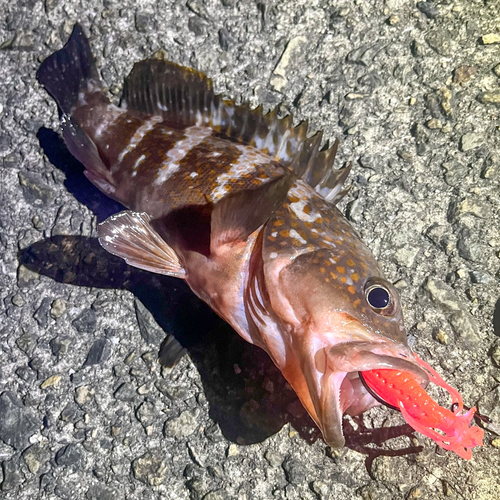 アコウの釣果