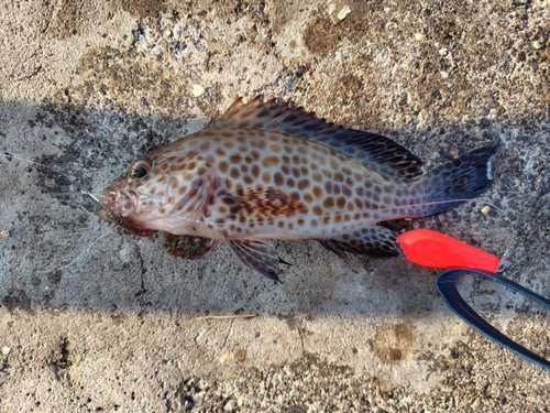 オオモンハタの釣果