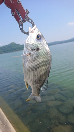 キビレの釣果