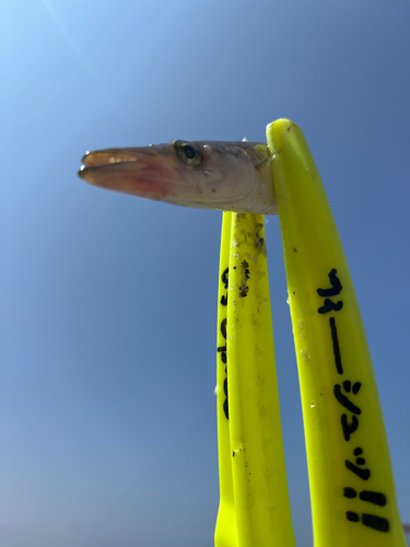 カマスの釣果