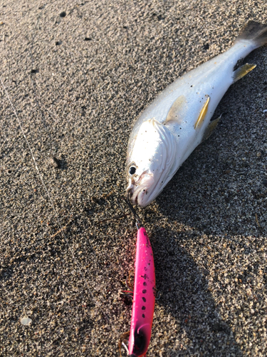 ニベの釣果