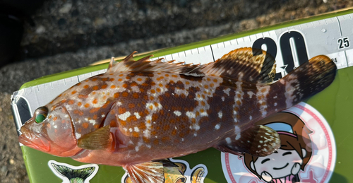 アコウの釣果