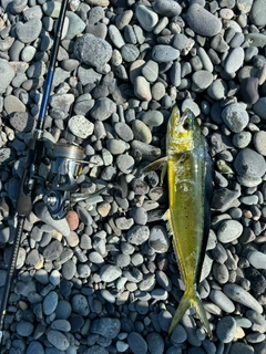 シイラの釣果