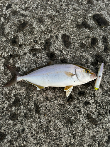 ショゴの釣果