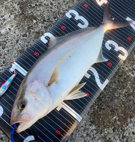 ショゴの釣果