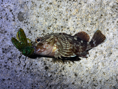 カサゴの釣果