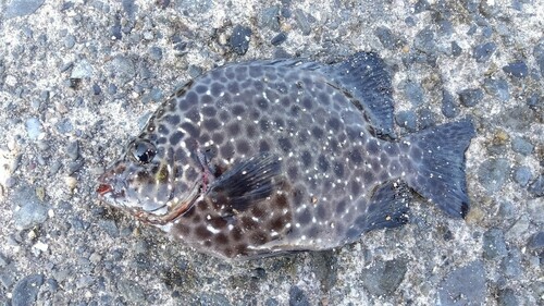 イシガキダイの釣果