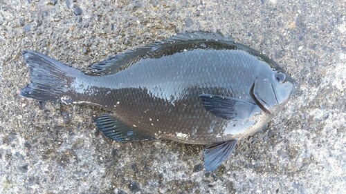 メジナの釣果