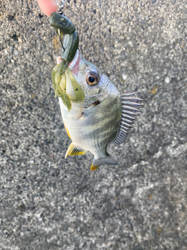 浜名湖