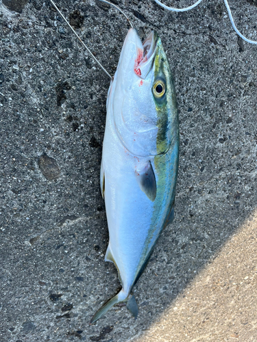 ハマチの釣果