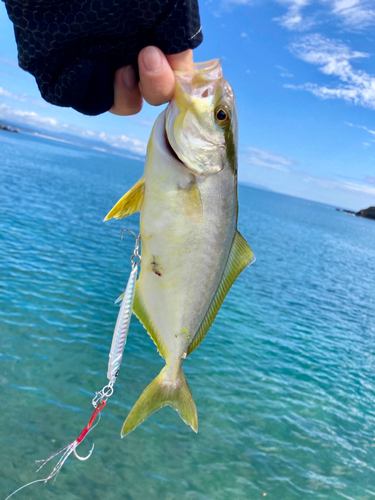 ショゴの釣果