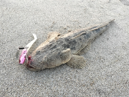 マゴチの釣果