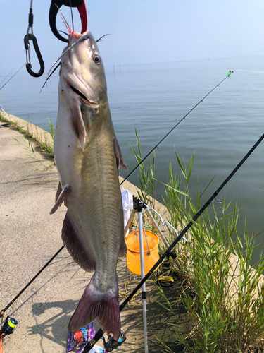 アメリカナマズの釣果