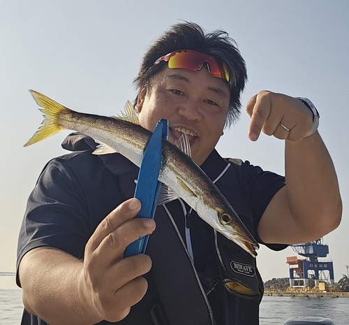 カマスの釣果