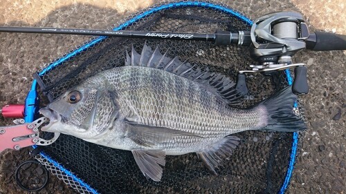 クロダイの釣果