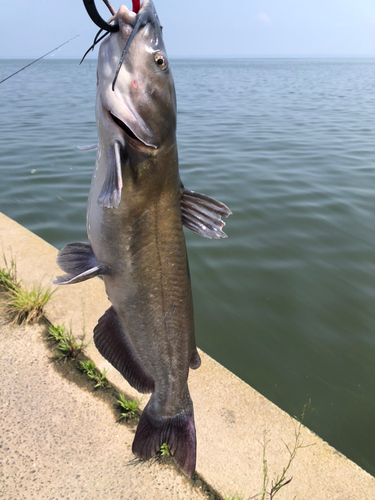 アメリカナマズの釣果