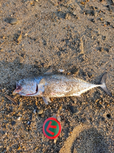 カツオの釣果