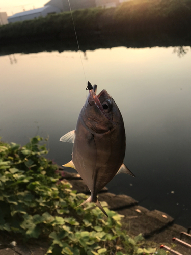 メッキの釣果