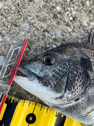 チヌの釣果