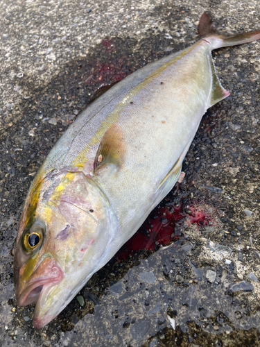 ショゴの釣果