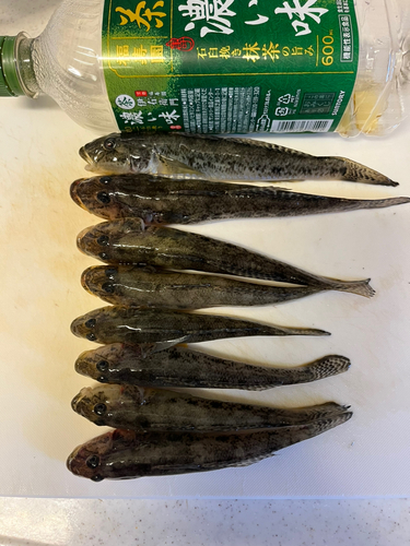 ハゼの釣果