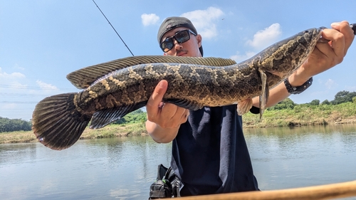 ライギョの釣果