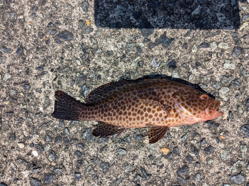 オオモンハタの釣果