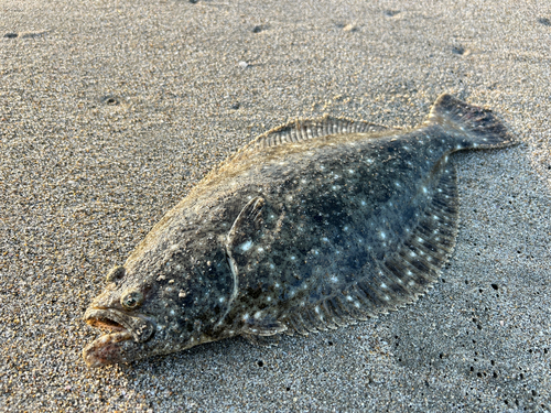 ソゲの釣果