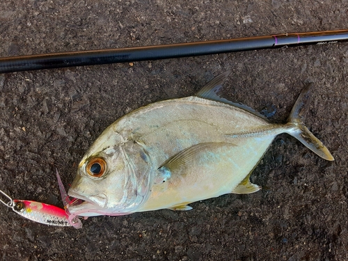 メッキの釣果