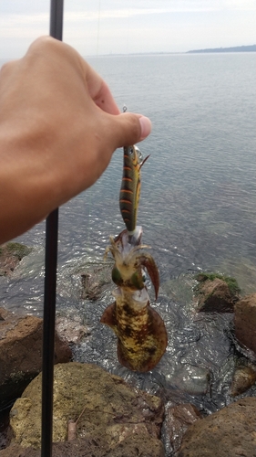 アオリイカの釣果