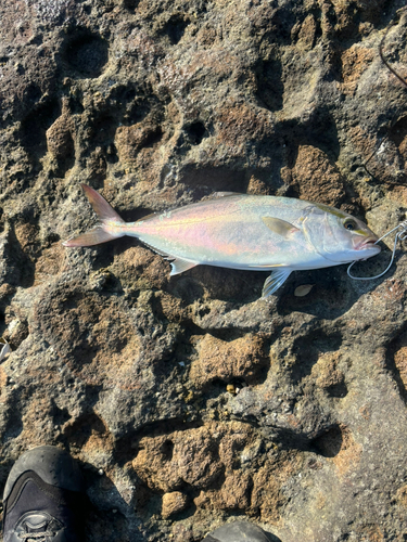 カンパチの釣果