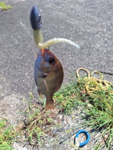 チャリコの釣果