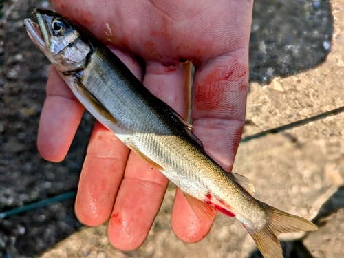 アユの釣果