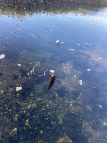 チチブの釣果