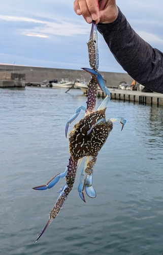 ワタリガニの釣果