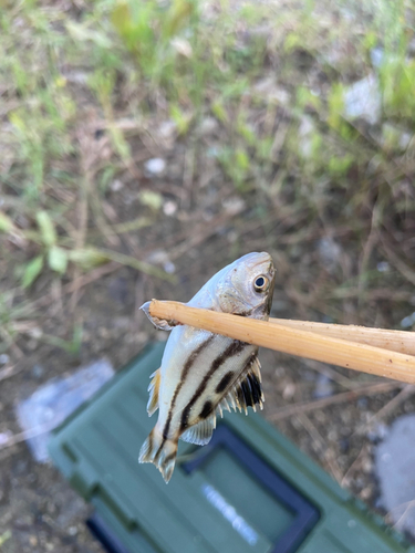 コトヒキの釣果