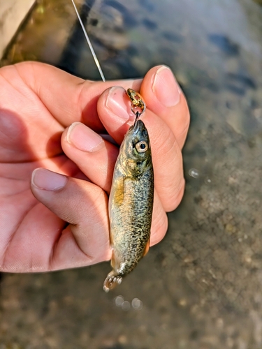 アブラハヤの釣果